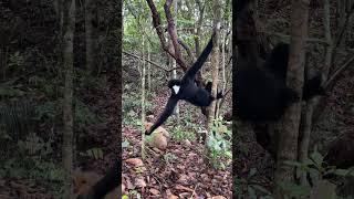 White cheeked gibbon couple 🐒😊 [upl. by Ttenyl]