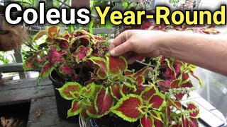 2 Easy Ways to Keep Your Coleus Going All Year  Overwintering Coleus Indoors [upl. by Romola]