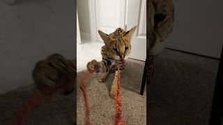 Serval Playing cat servals africancat serval shorts [upl. by Ayifas]