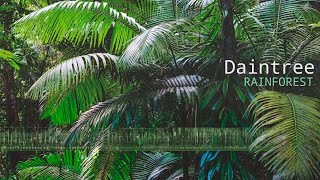 Daintree Rainforest Sounds  A natural soundscape from the Daintree Rainforest in Australia [upl. by Alvar]