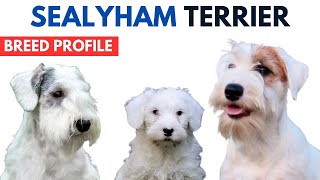 Sealyham Terrier Breed Profile History  Price  Traits  Sealyham Terrier Grooming Needs Lifespan [upl. by Mozelle]