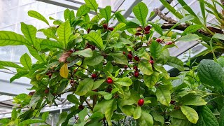 Miracle Berry Synsepalum dulcificum plentiful harvest in Germany [upl. by Partridge]