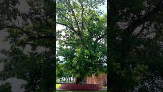 Rain tree in Sixty Dome Mosque travelvlog adventureawaitsSixtyDomeMosque raintree exploremore [upl. by Cyndy479]