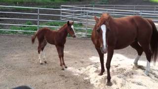 Hydrive Cat Colt gettin schooled by mamma [upl. by Neelcaj896]