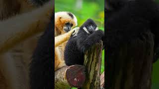 Hoolock Gibbon trending shorts gibbon meghalaya assam mizoram arunachalpradesh [upl. by Aedni]