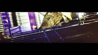 Pica Degu filmed with the LomoKino [upl. by Lauretta]