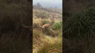 Wirehaired Vizsla hunting pheasant [upl. by Melantha]