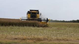 Żniwa New Holland CSX 7080 John Deere 6610 [upl. by Ahsinelg]