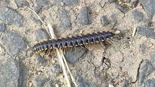 Millipede on the Road 🐛🙀😱😰 millipedes millipede milipedes millipedetoy centipedes worms [upl. by Alekat]