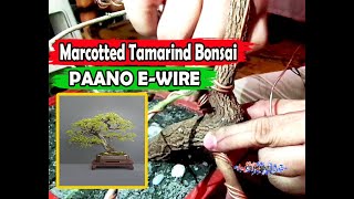 WIRING PAANO GUMAWA NG BONSAI TAMARINDSAMPALOK NA MARCOTTEDTHE EASY WAY TO MAKE MARCOTTED BONSAI [upl. by Htnicayh]