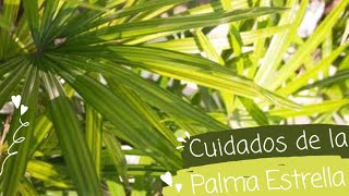 CUIDADOS DE LA PALMA ESTRELLA IDEAL PARA INTERIOR plantas palmas viral video [upl. by Faludi]