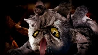 Cyriaks cat movie [upl. by Enelyt]