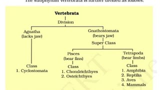 Agnatha and gnathostoma [upl. by Yborian]