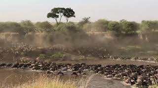 Follow The Great Migration Tanzania [upl. by Analle]