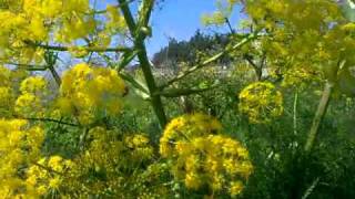 Giant Fennel of Cyprus Ferula Communis [upl. by Anad]