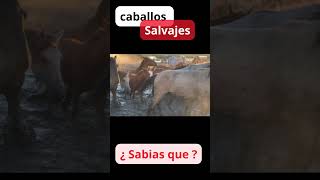 Caballos Salvajes [upl. by Cerallua]