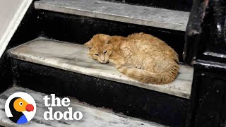 Matted Cat Shows Up On Couples Doorstep  The Dodo [upl. by Anaert]