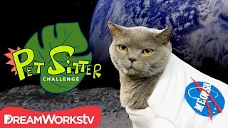 Homemade Cat Calendar  PET SITTER CHALLENGE [upl. by Blas]