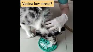 Vacina low stress cachorro vacina pets [upl. by Ferino855]