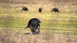 Gobbler Breeding Hen  Menard County Illinois  29 March 2014 [upl. by Flanders466]