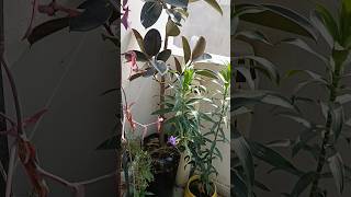 Beautiful plants  nature  viral short [upl. by Narod]