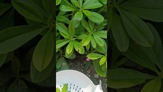 talinum paniculatum leafy vegetable 🍃🍀it only found in America [upl. by Newnorb]