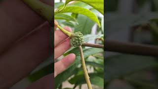 Rollinia fruiting in a container in the greenhouse [upl. by Kessler671]