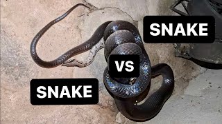 Insane Footage Boa Constrictor vs Mussurana in the Peruvian Amazon [upl. by Razec]