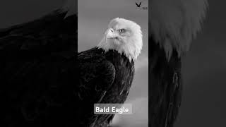 Bald Eagle   Short video  Falconlover5 [upl. by Alden488]