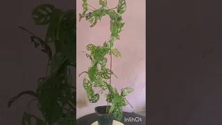 Monstra plant decorating method [upl. by Hamas100]