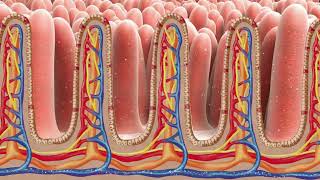 biology absorption process animation video animated video [upl. by Aniret]