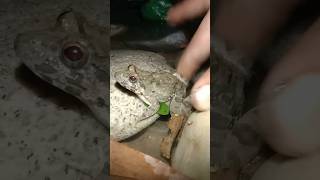 First look at the small frog funniest frog catch funny funnyfrog frogs viralvideos [upl. by Meldon]