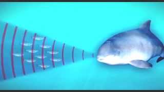 How porpoises use sound to hunt [upl. by Hassadah974]