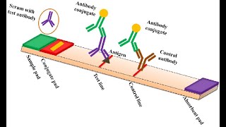 Demystifying Lateral Flow Assay Diagnostic Kit [upl. by Yaja162]