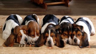 Cutest Basset Hound Puppies Most Adorable Basset Hound Puppies Compilation [upl. by Elehcor83]