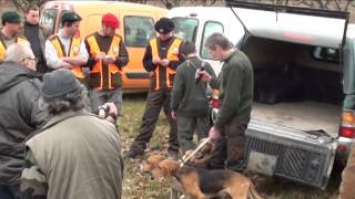 Concours de meutes  15 février 2014  ST DIDIER SOUS RIVERIE [upl. by Augustine309]