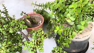 jade plant care बस ये बातो का रखें ख्याल [upl. by Herwin]