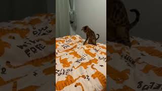 Funny Cats Moment Eps 121😹 cat cute pets funny shortcat shorts [upl. by Reedy869]