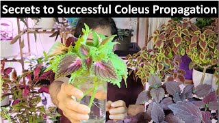 Easy Coleus Propagation Methods from Cuttings Leaves and Seeds [upl. by Anibla]