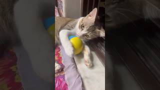 cat cats catlover pets youtube youtubeshorts shorts shortsvideo vlog viralvideo 2024 [upl. by Sell806]