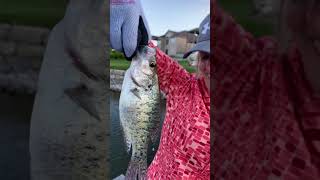 5222020 Leslies Friendly Crappie Waving Jeslies Oasis Creekmoor Lake Raymore MO JesliesAdventures [upl. by Ardni]