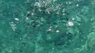 Feeding seabream and damselfish from the pier Amara Comfort Resort Turkey 26102024 [upl. by Gregor581]