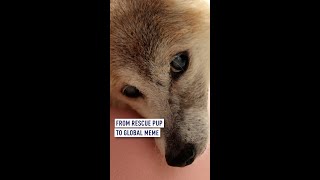 Rescue pup to meme star the reallife Dogecoin dog [upl. by Leibarg]