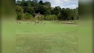 Mob of hopping kangaroos invade Australian golf course [upl. by Akinorev]