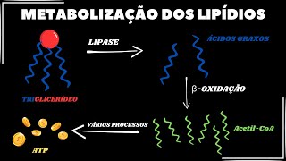 Como ocorre a metabolização dos lipídios [upl. by Christiane]