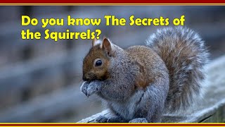 Do you know the secrets of the squirrels squirrels spring wildlife [upl. by Balliol733]