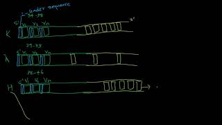 GENETIC BASIS OF ANTIBODY DIVERSITY PART 2 [upl. by Anaeed]