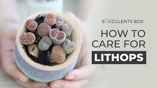 BEST TIPS HOW TO CARE FOR LITHOPS  LIVING STONES [upl. by Nevag]