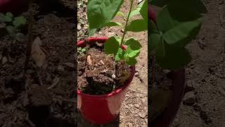 Cherimoya Spreading  fall cherimoya fruitplant [upl. by Milurd]