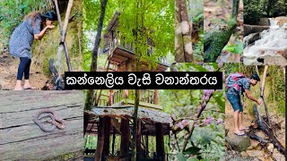 බබත් එක්ක  කන්නෙලිය වැසි වනාන්තරය  Kanneliya Rain Forest  Gallery viral srilanka galle [upl. by Leith]